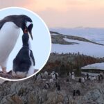 Полярники розповіли, чи можна привезти в Україну пінгвінів зі станції “Академік Вернадський”