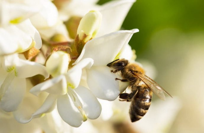Бджолярі б’ють на сполох: травневого меду стане менше