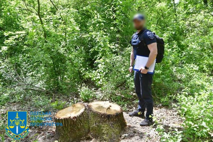 На Одещині підозрюють посадовця у вирубці дерев на суму 145 мільйонів гривень 