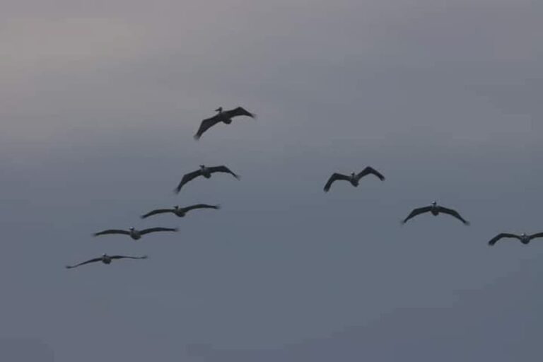 На Одещину прилетіли червонокнижні птахи, які мають статус “зникаючі”