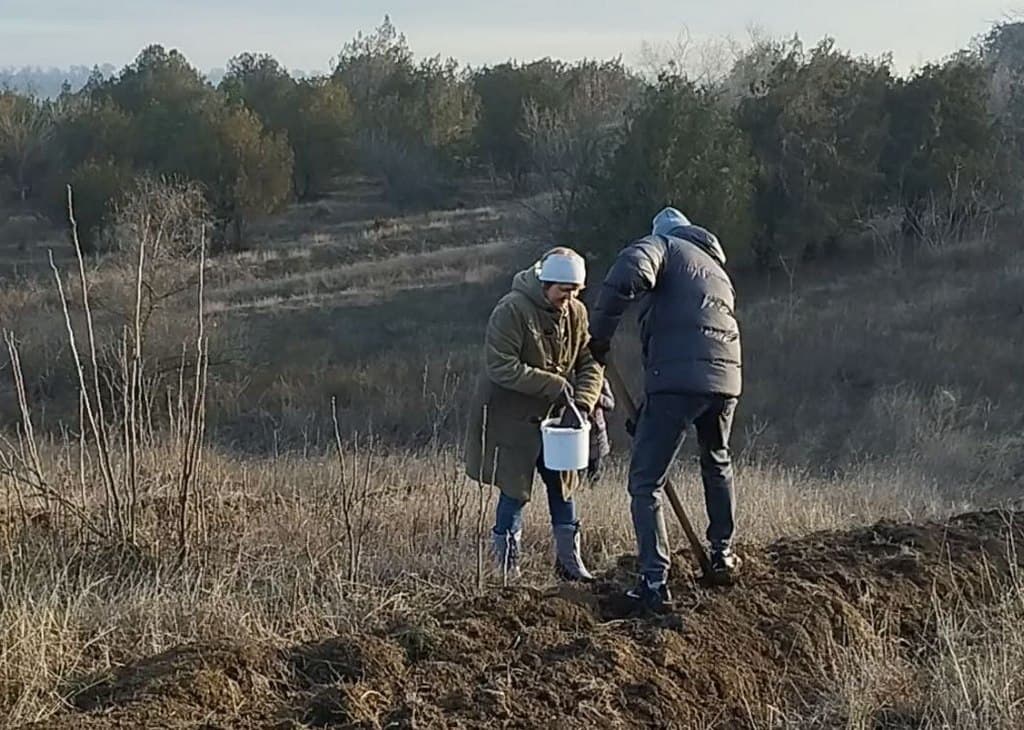 В околицях міста Рені висадять 20 гектарів дерев