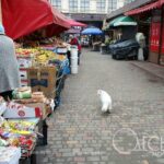 Як «Одеське життя» з талісманом Нового базару знайомилось (фоторепортаж)