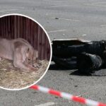 Збиття було за 300 метрів: внаслідок обстрілу Києва левиця із зооцентру отримала контузію (відео)