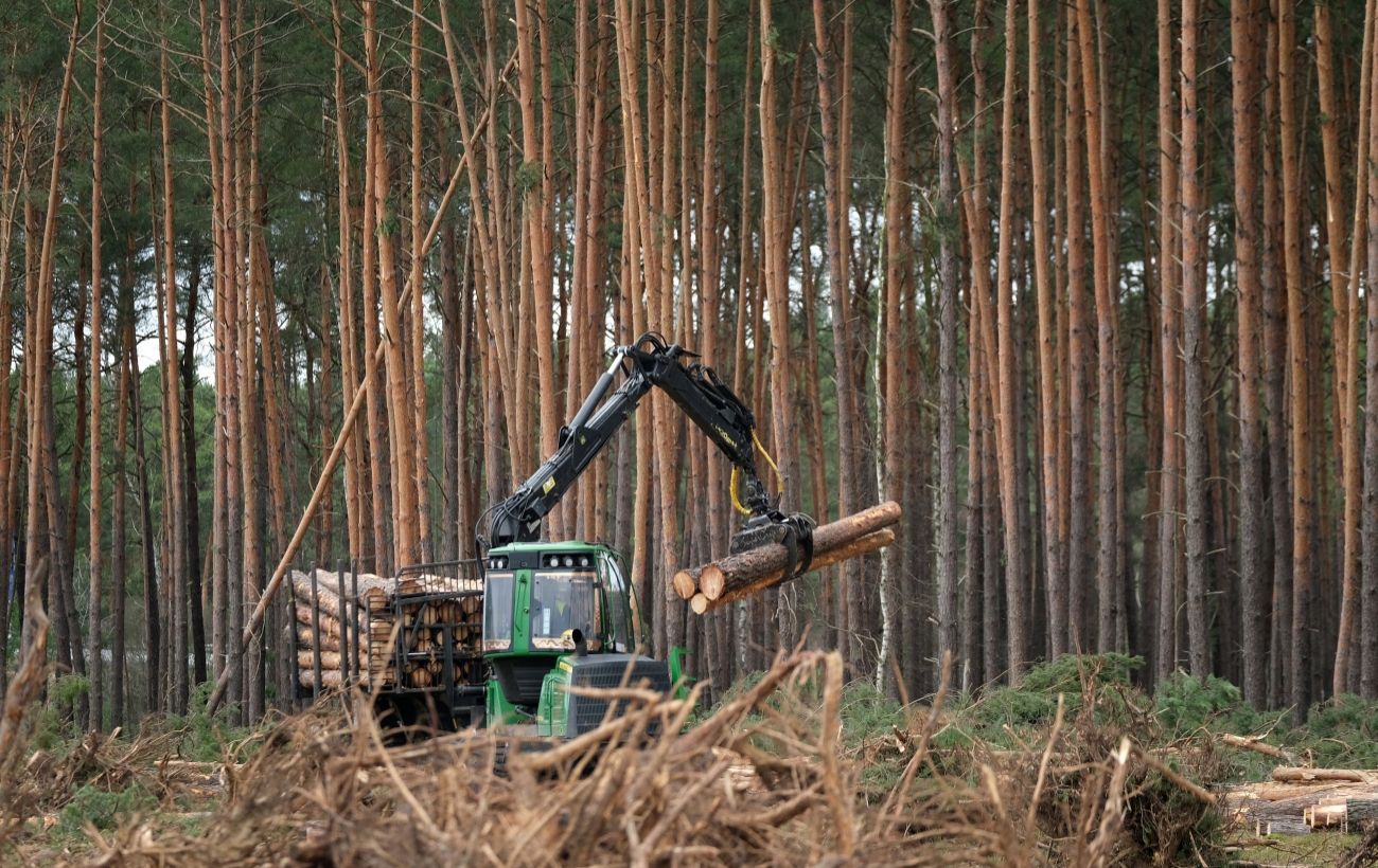 Знищили третину лісового фонду. Луганська ОВА розповіла про збитки від росіян