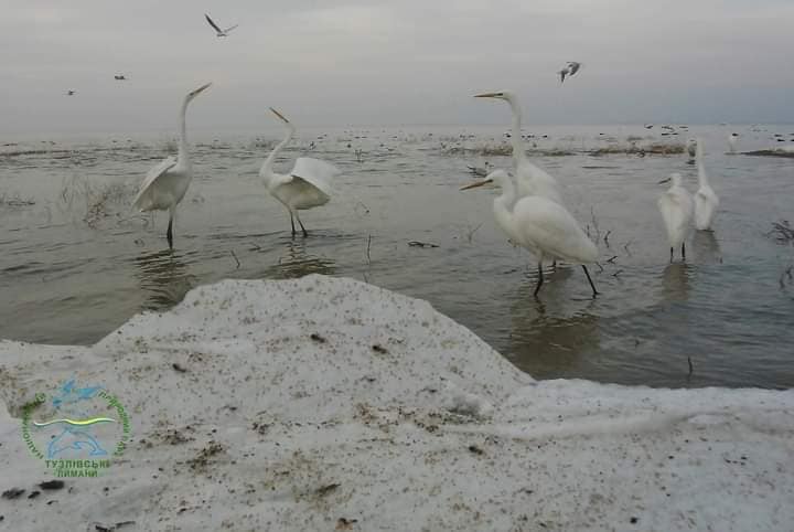 Зоологи показали рідкісних “білих янголів” на Тузлівських лиманах. Вражаючі фото