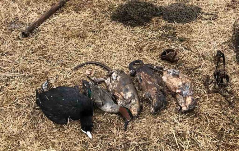 На Одещині у смертельні пастки мисливця потрапили дикі тварини та птахи