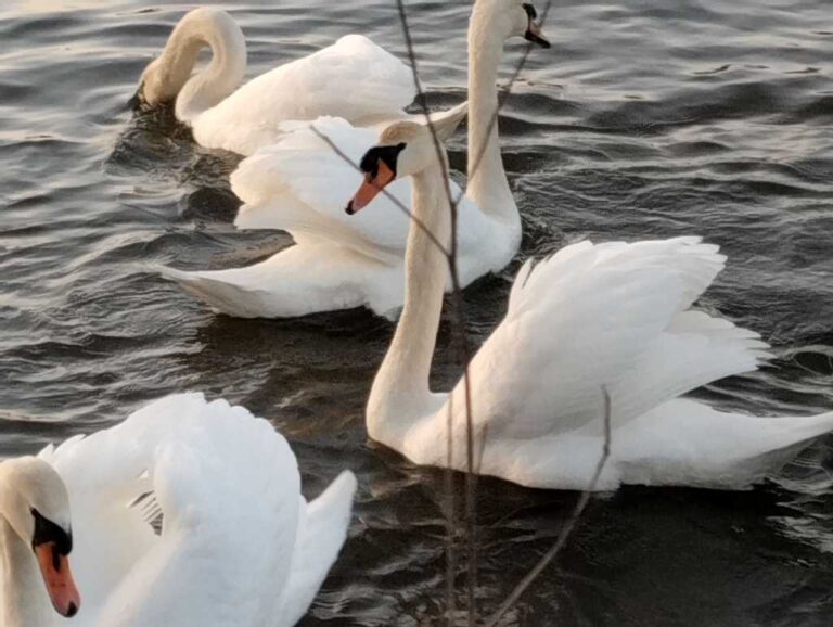 Білий лебедю, звідки ти: у селі Пиріжна оселилися ці дивовижні птахи