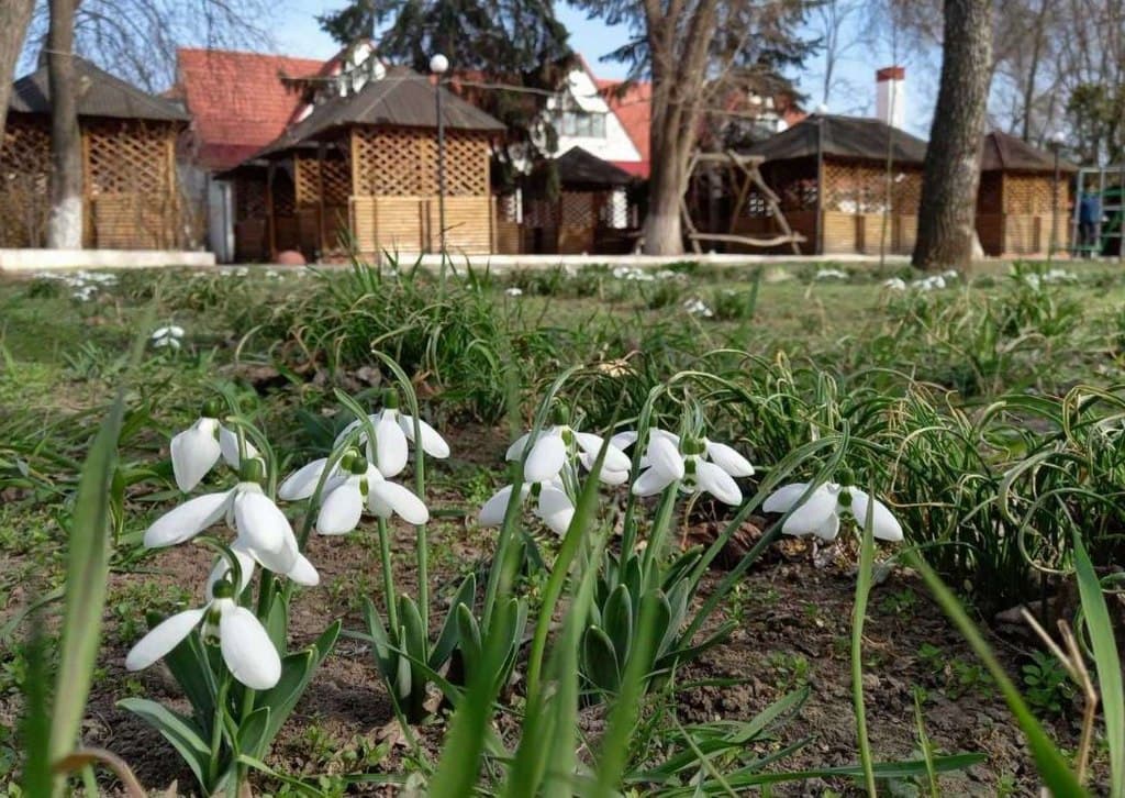 Цілу галявину пролісків висадили в центрі Рені