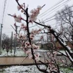 Південь Одещини засипало снігом: про що слід пам’ятати водіям (фото, відео)