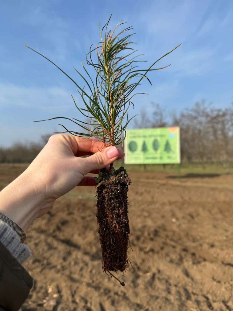 В Одеській області з’являться ліси нового типу: цього року висадять три мільйони дерев