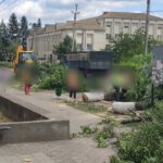 В Кодимі рубають дерева: чому протестують активісти