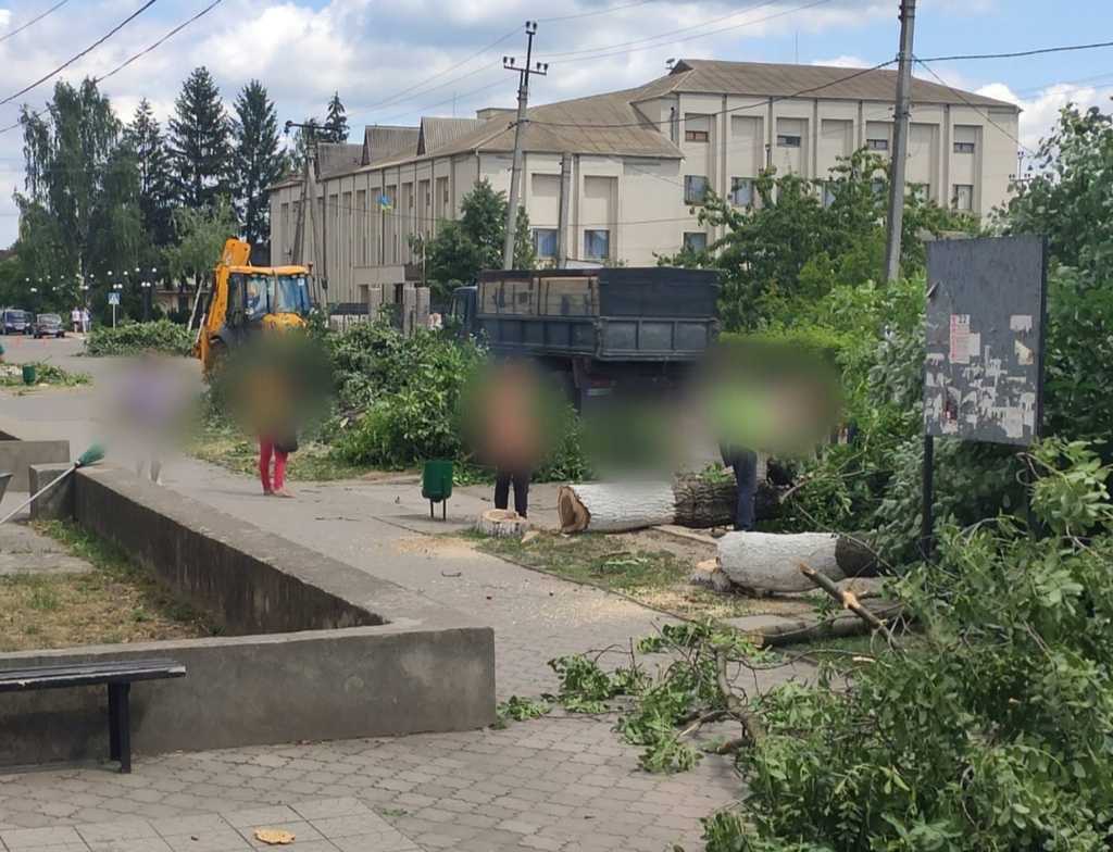 В Кодимі рубають дерева: чому протестують активісти