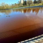 Чому вода в ставках парку Перемоги стала коричневого кольору?