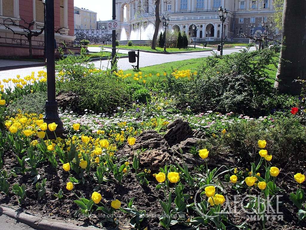 Одеський літній квітень: від сакури до тюльпанів і струменів фонтанів (фоторепортаж)