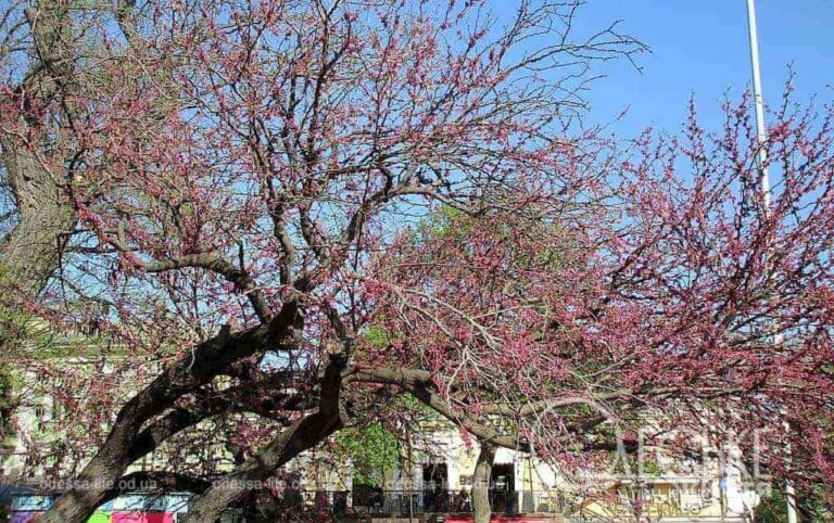 Раніше ніж зазвичай: в Одесі розквітають «дерева Юди» (фоторепортаж)