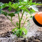 Як поливати томати на городі – лайфхаки