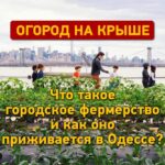 Город на даху: як міське фермерство приживається в Одесі