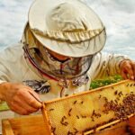 День бджоляра затьмарений забороною: Україна ризикує втратити статус медового лідера