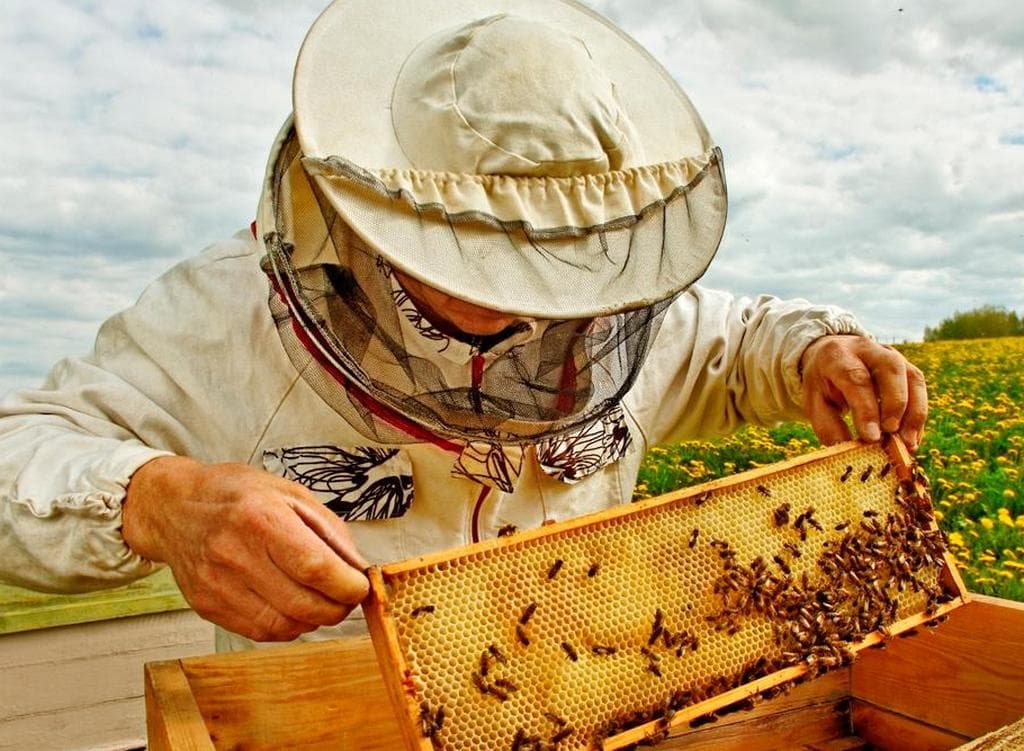 День бджоляра затьмарений забороною: Україна ризикує втратити статус медового лідера