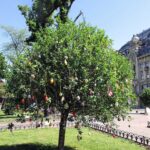 В одеському Міському саду з’явилось диво-дерево