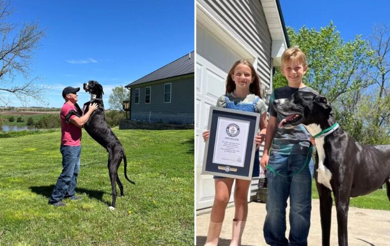 Найвища собака у світі занесена до Книги рекордів Гіннеса – фото та подробиці