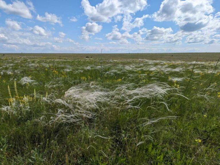 Другий шанс для Тарутинського степу: унікальний заповідник відновлюється після розорення