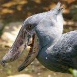 Інопланетняни серед нас: топ-5 тварин, які здивують кожного