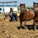 Усім селом місити чамур: як наші пращури будували хати з глини та соломи