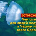 Небезпечно, але не смертельно: чим загрожують людям медузи в морі біля Одеси (відео)