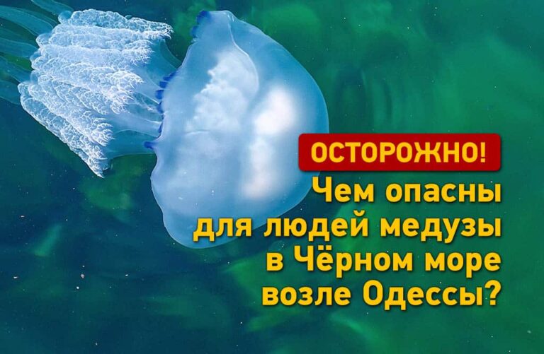 Небезпечно, але не смертельно: чим загрожують людям медузи в морі біля Одеси (відео)