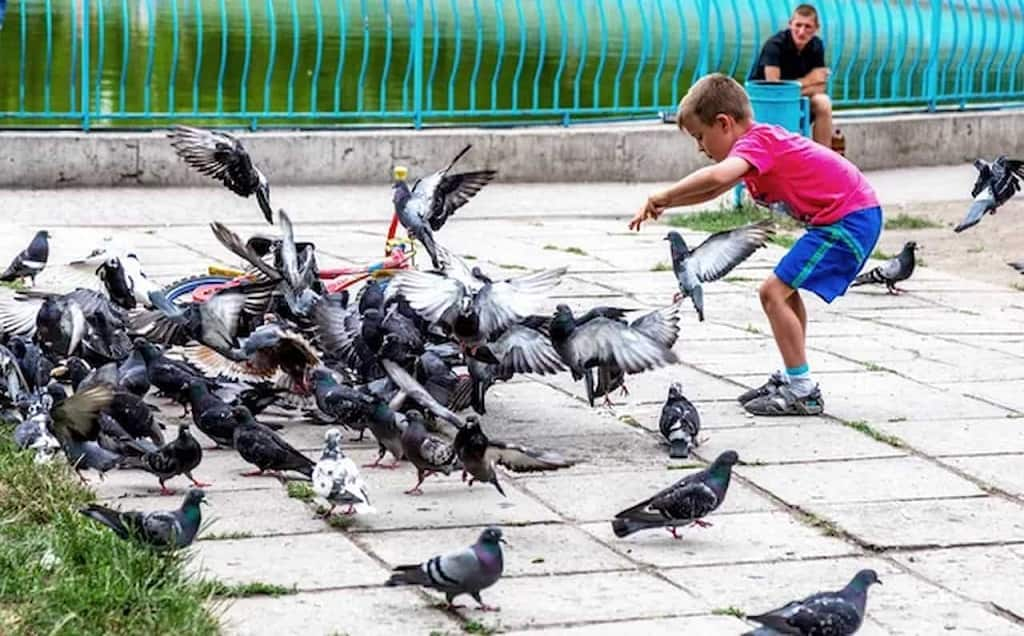 «Пташку шкода»: в Одесі голуби передають хвороби людям!