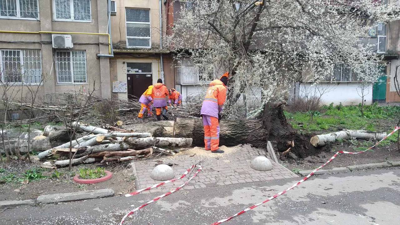 Як законно видалити аварійне дерево: покрокова інструкція