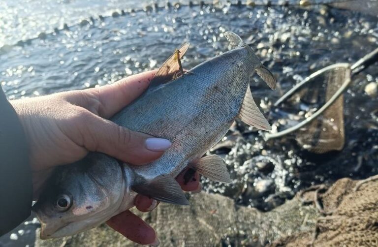 На Одещині буде ще більше риби: зарибили ще одне водосховище