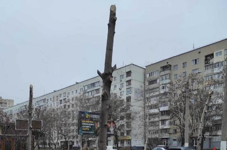 В Одесі варварськи обрізали дерева – екоінспекція шукає винних