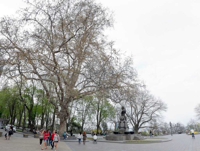 В Одесі хочуть перейменувати легендарне дерево