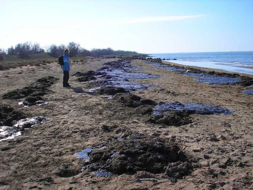 Екологічна загроза для Одеської затоки: наслідки та прогнози