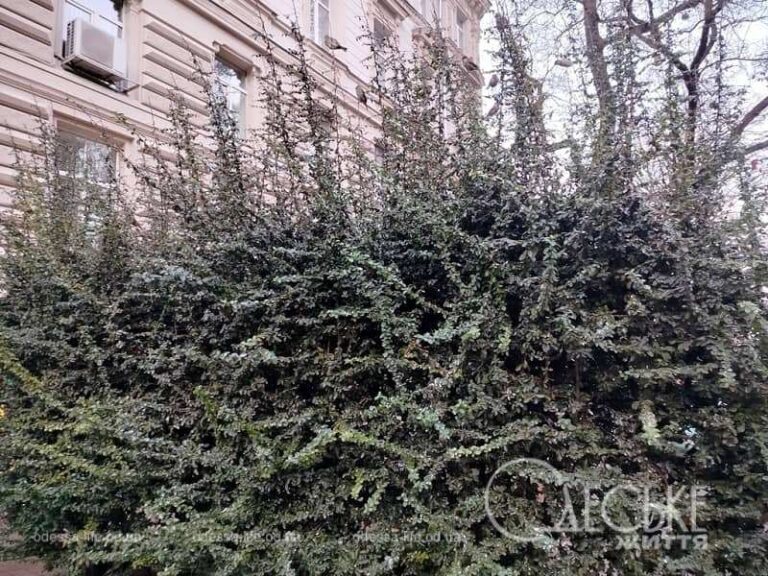 Прогноз погоди у Одесі на 10 лютого 2025