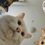 Ранковий одеський гумор: котики раніше і зараз