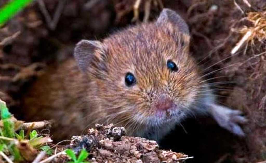 В Одеській області гризуни знищують посіви через теплу зиму