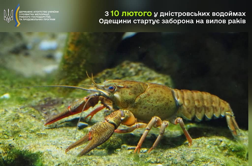 Одеська область: запроваджено заборону на вилов раків та двох видів риби