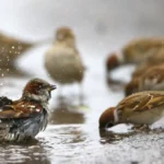 З одеських вулиць зникають горобці: чим це може загрожувати місту