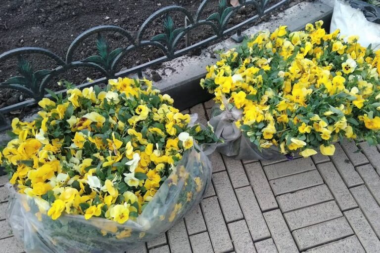 Одеські озеленювачі вже придумали, як прикрасити місто навесні та влітку (фоторепортаж)