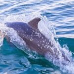 У Чорне море повертаються дельфіни