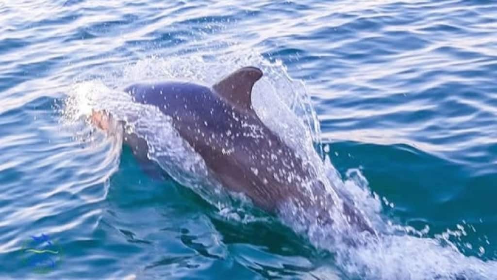 У Чорне море повертаються дельфіни