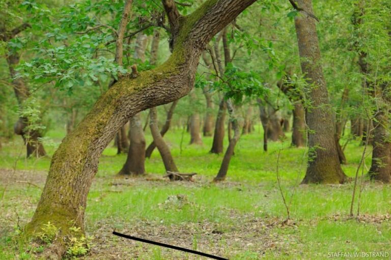 В Одеській області відновлюють галерейні ліси – що це