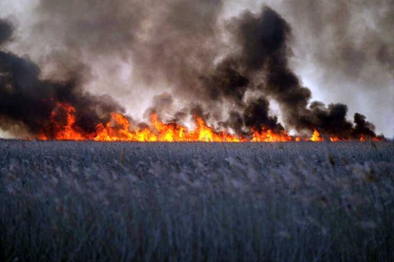 Масштабна пожежа поблизу Одеси принесла величезних збитків: нові шокуючі цифри
