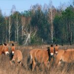 Чорнобильський заповідник повідомляє про збільшення кількості тварин – з чим це пов’язано
