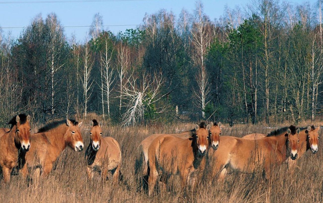 Чорнобильський заповідник повідомляє про збільшення кількості тварин – з чим це пов’язано