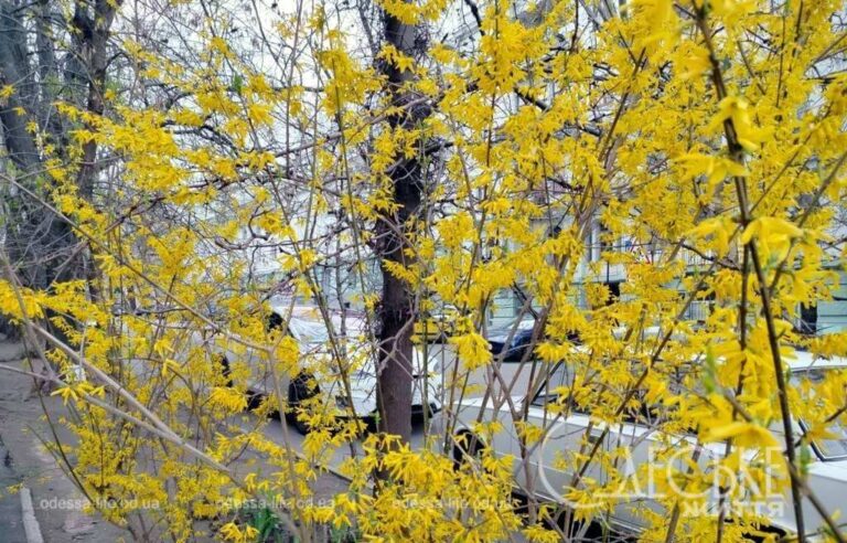 Прогноз погоди в Одесі на 7 квітня 2025