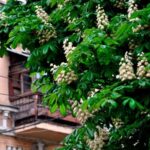 В Одесі оброблять близько тисячі каштанів